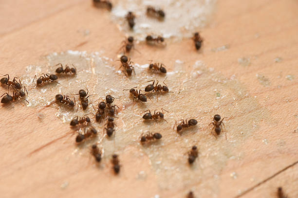 Best Cockroach Control Services  in Pecan Grove, TX