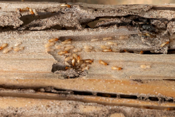 Best Ant Control Services  in Pecan Grove, TX