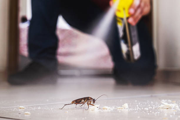 Best Pest Control Treatment  in Pecan Grove, TX